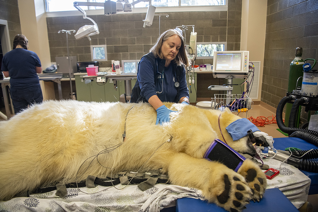 Polar Bear Twins Receive Top-notch Care