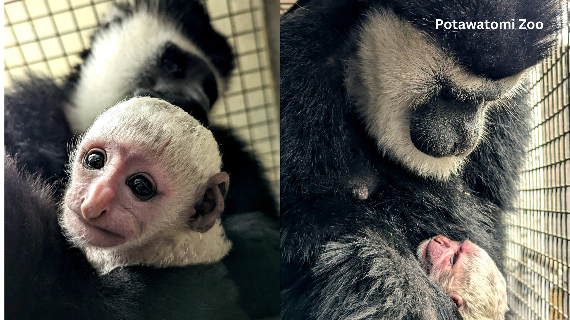New baby at Potawatomi Zoo