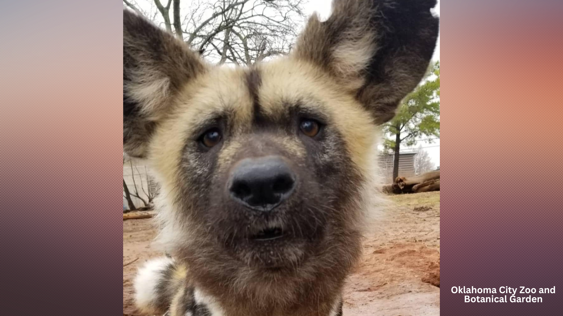 African painted dog passes away at Oklahoma City Zoo