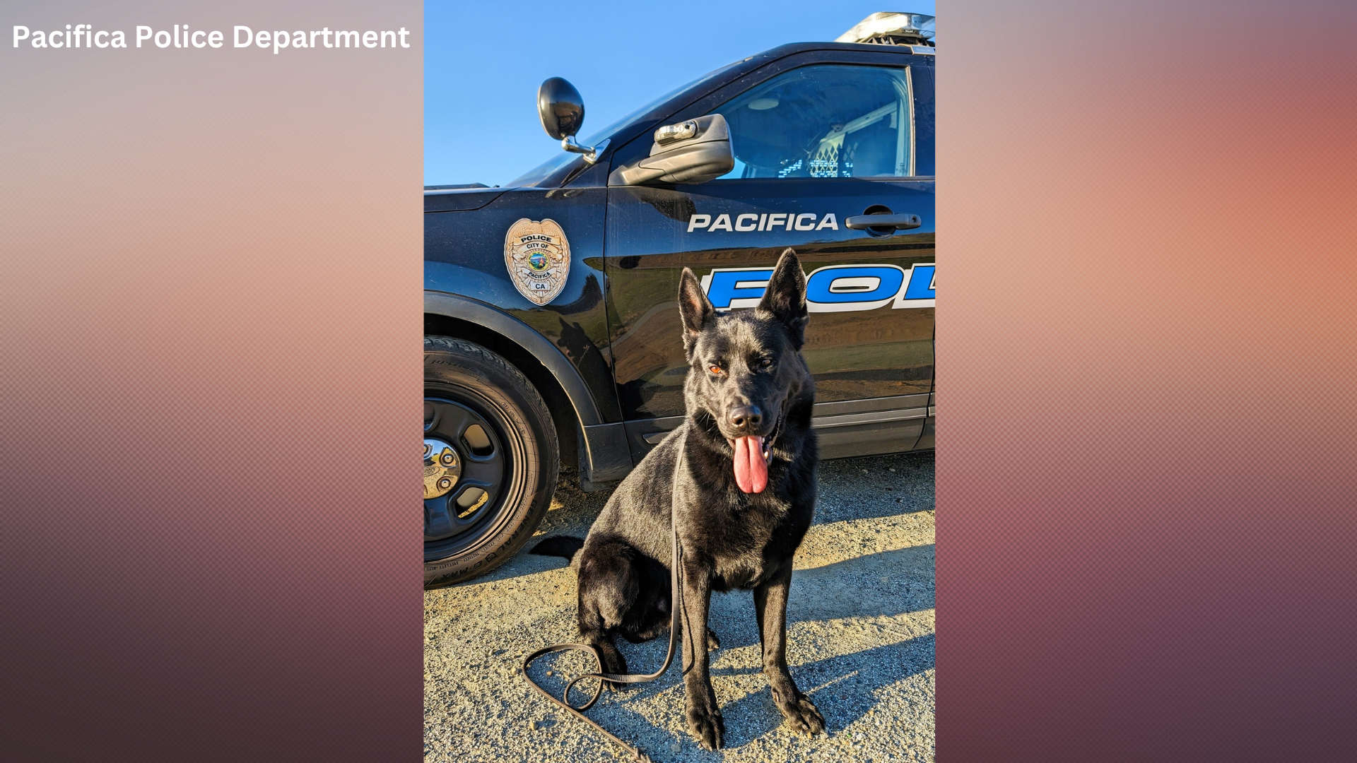 K9 Gambit will receive a bullet and stab protective vest