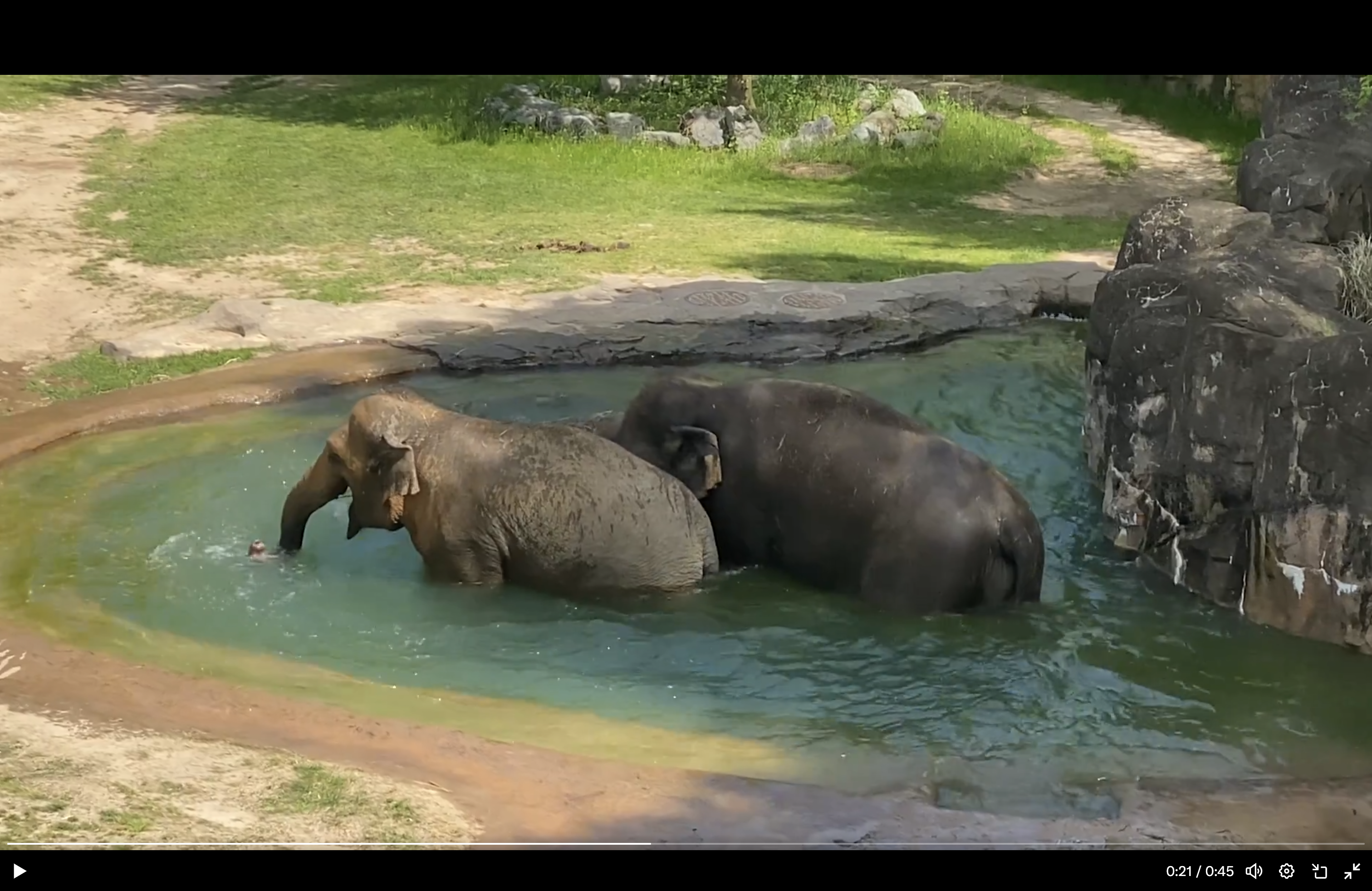 Elephants play in the water