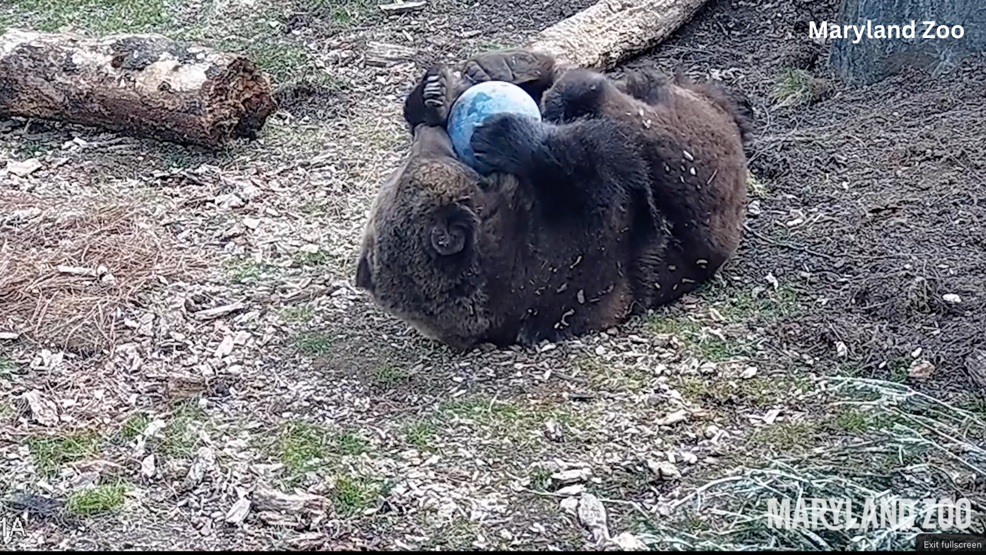 Grizzly Bear plays with a ball