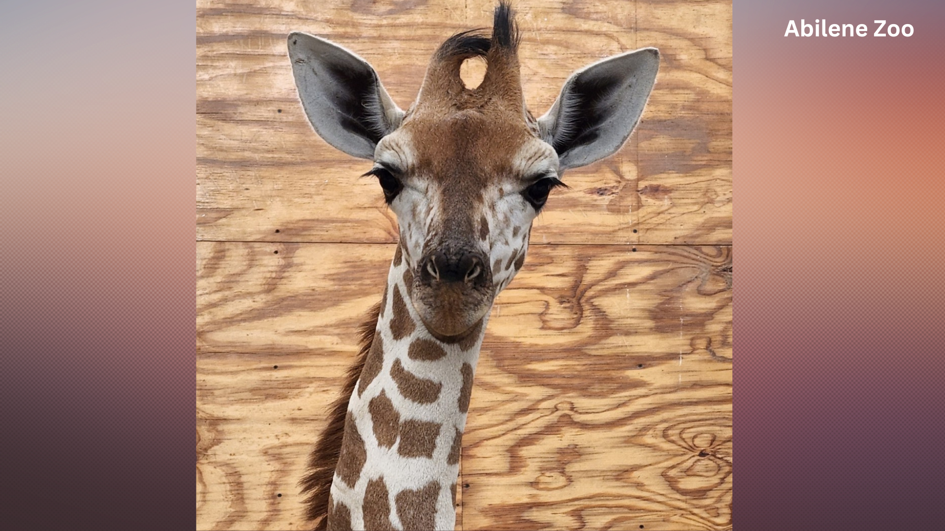 Giraffe passes away at Abilene Zoo