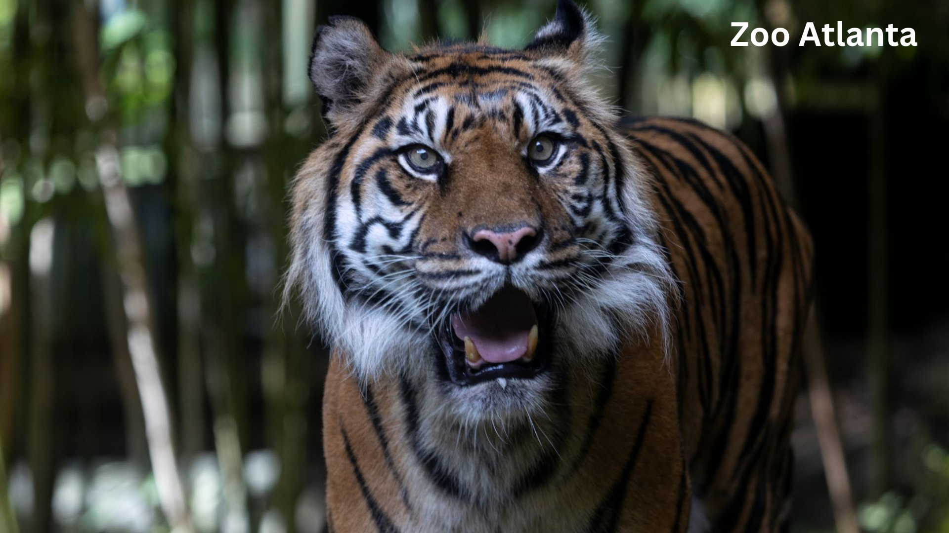 Female Sumatran tiger passes away at Zoo Atlanta