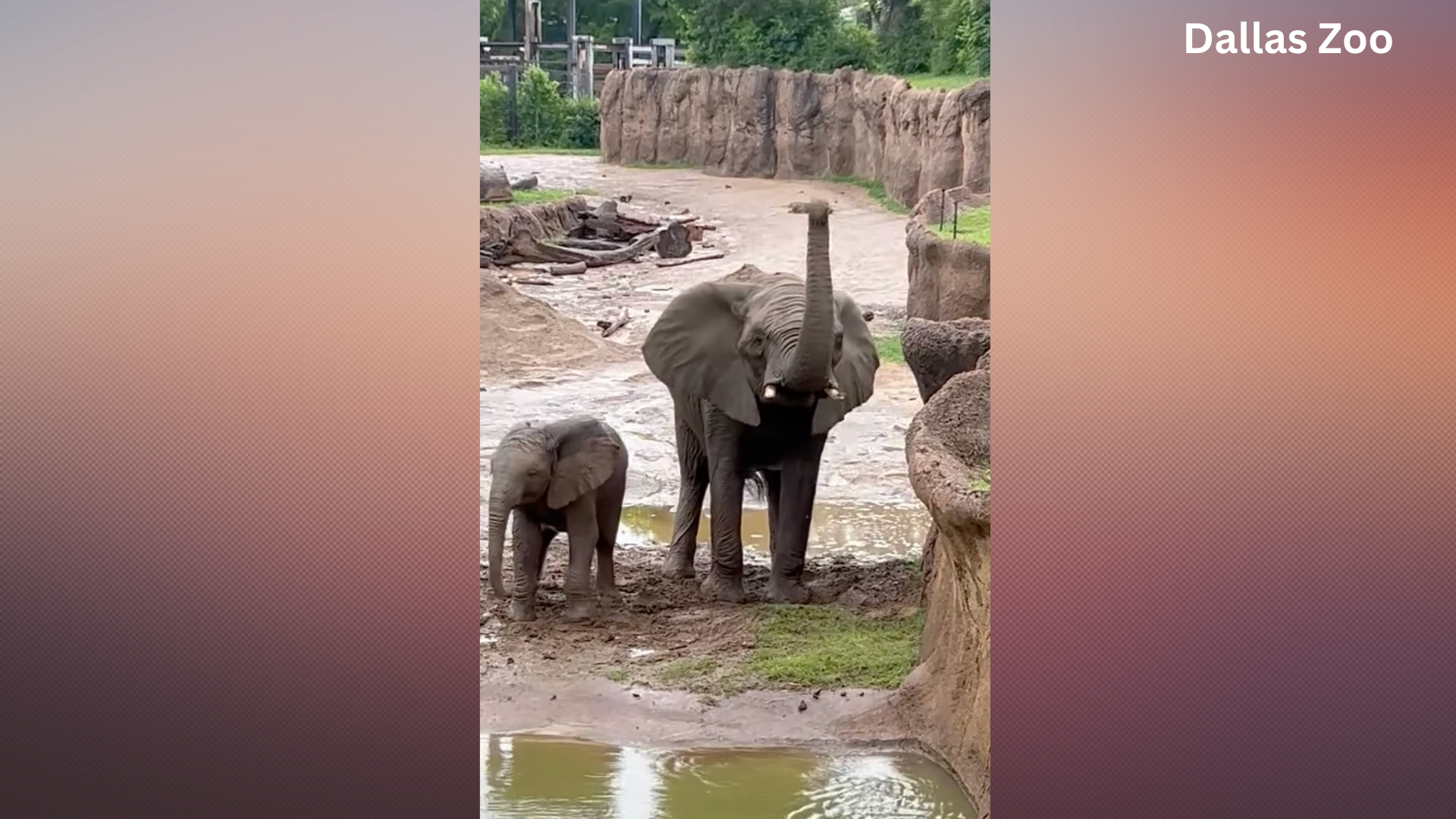Elephants play in the rain at Dallas Zoo